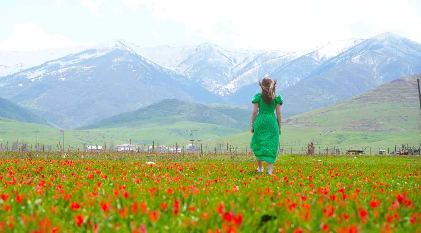 Muş lalesi ovayı kırmızıya boyadı
