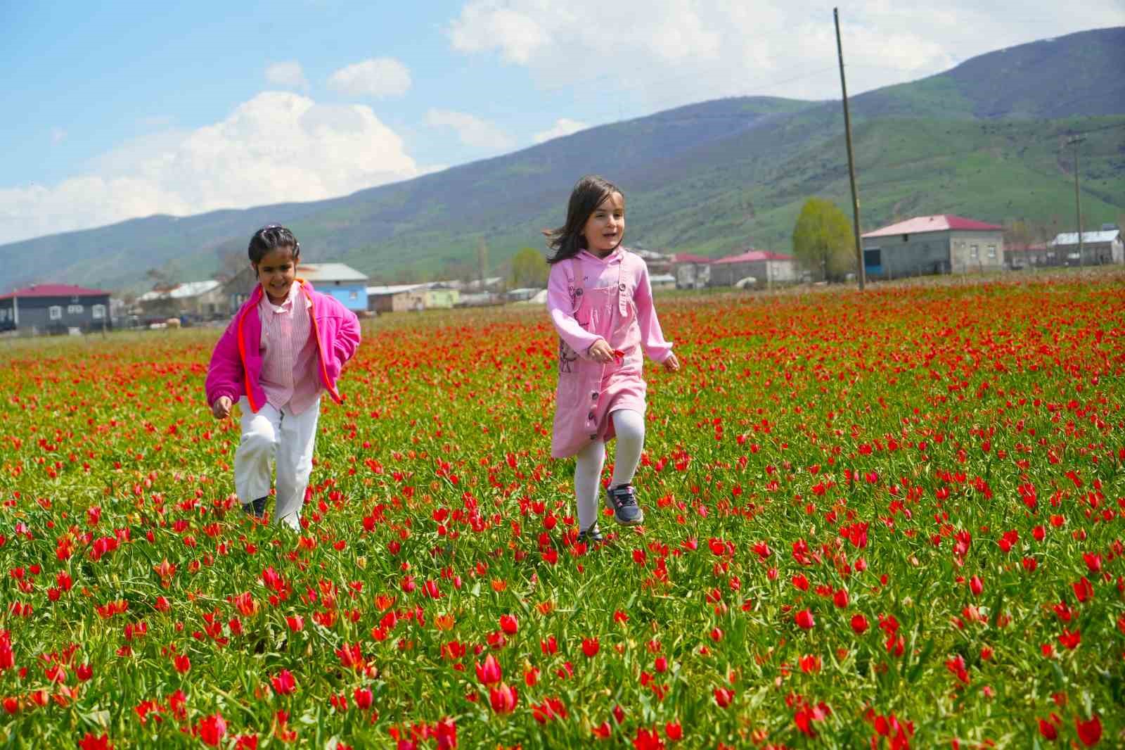Muş lalesi ovayı kırmızıya boyadı
