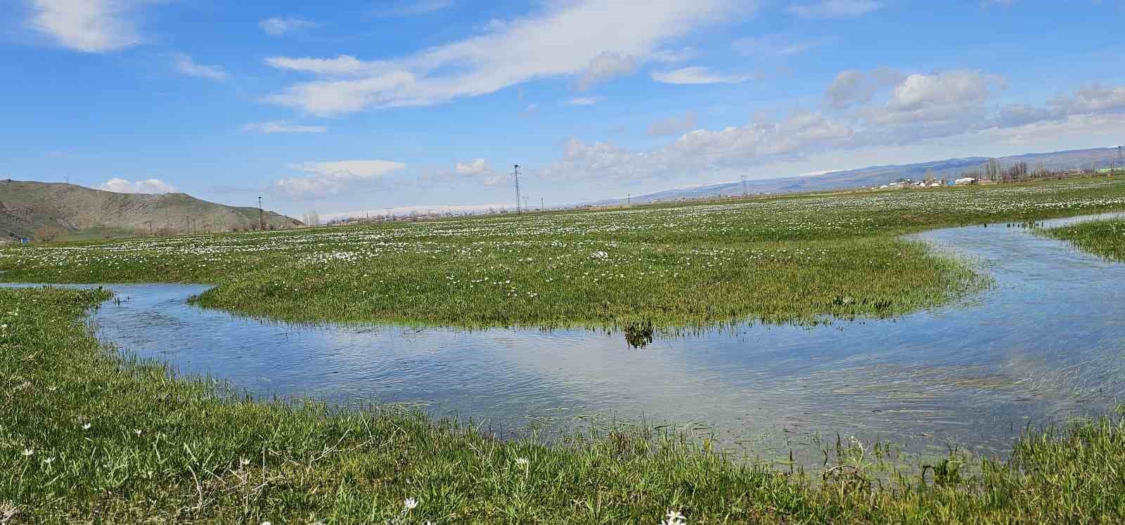 Muş Ovası çiğdemlerle renklendi
