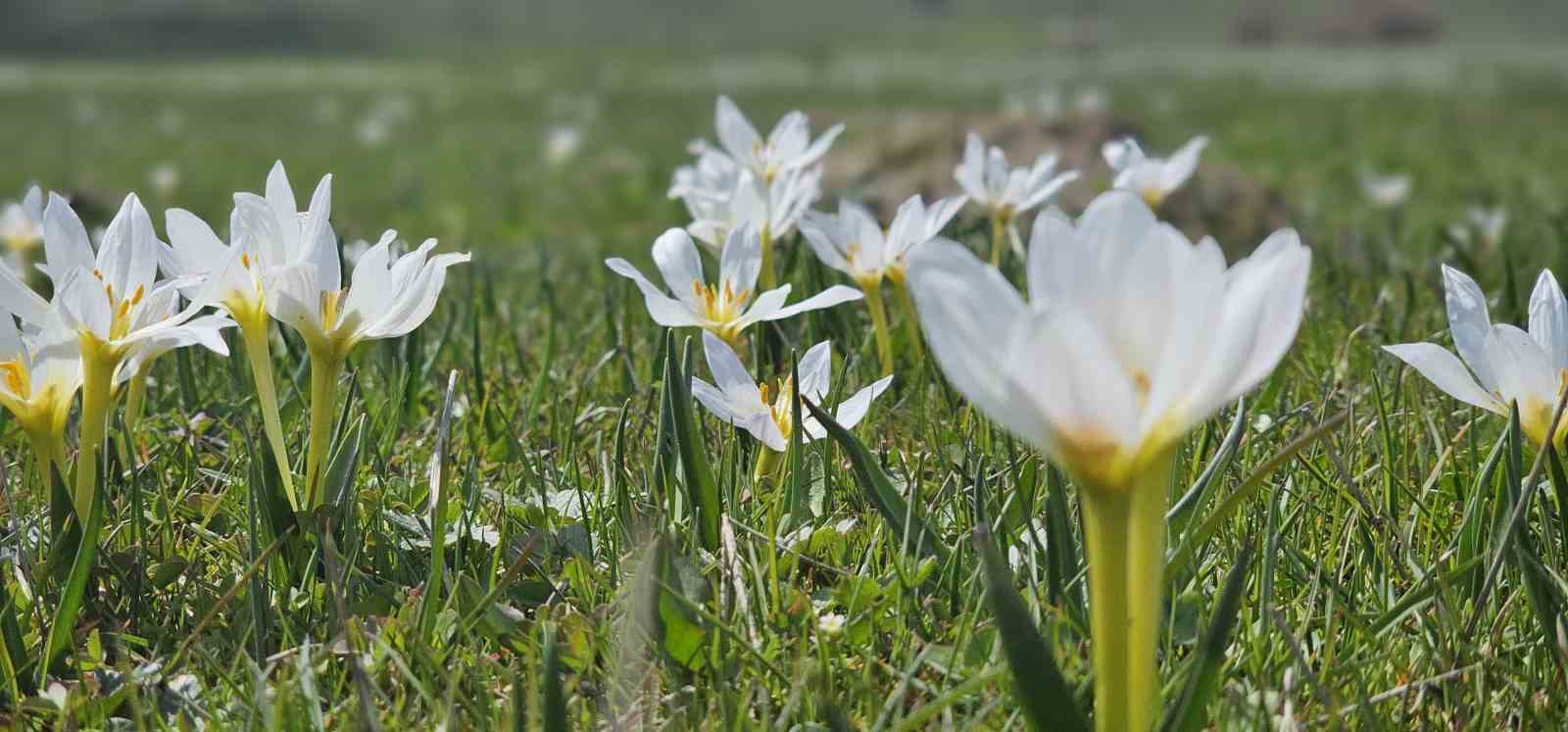 Muş Ovası çiğdemlerle renklendi
