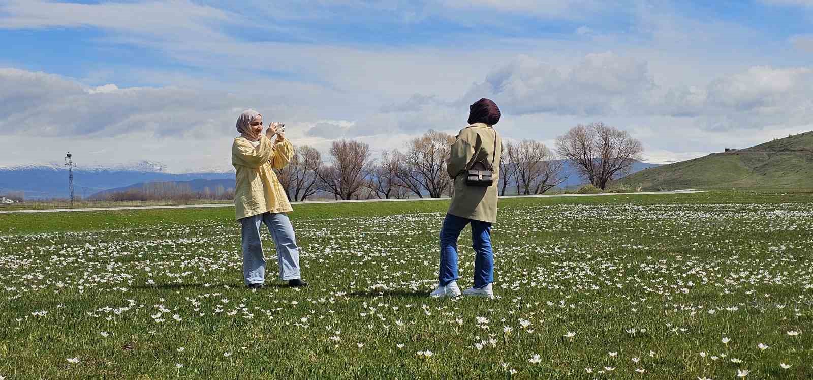 Muş Ovası çiğdemlerle renklendi
