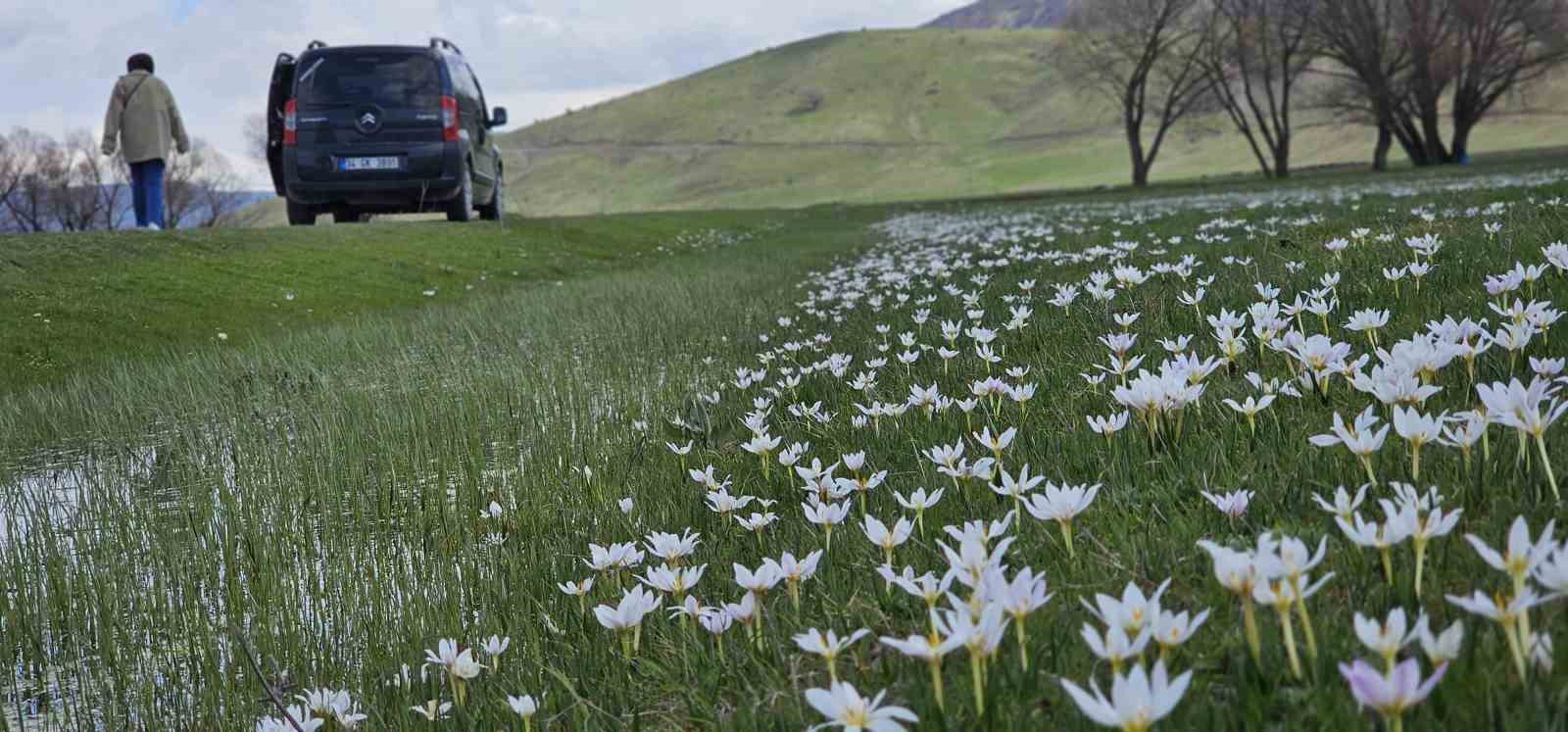 Muş Ovası çiğdemlerle renklendi
