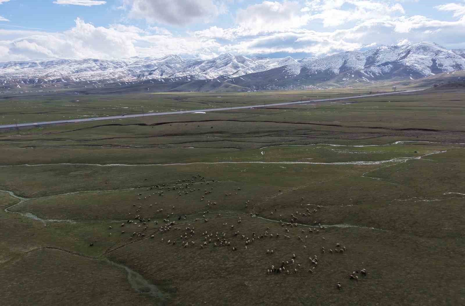 Muş Ovası kuzu sesleriyle şenlendi
