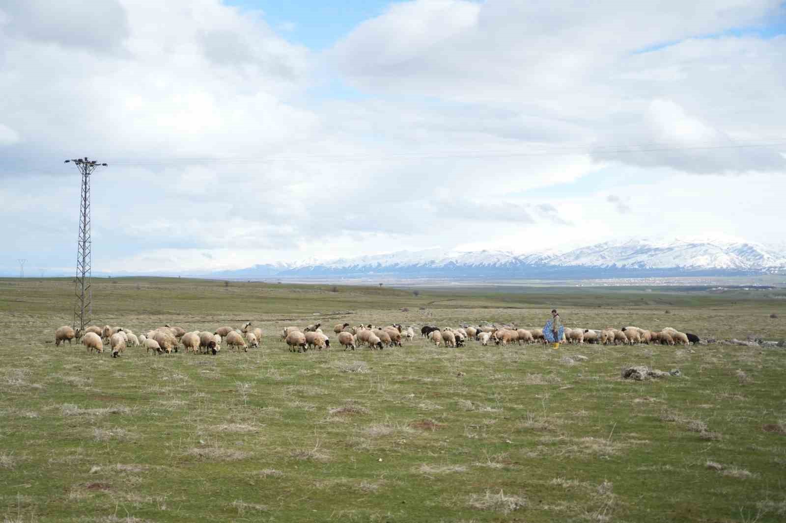 Muş Ovası kuzu sesleriyle şenlendi
