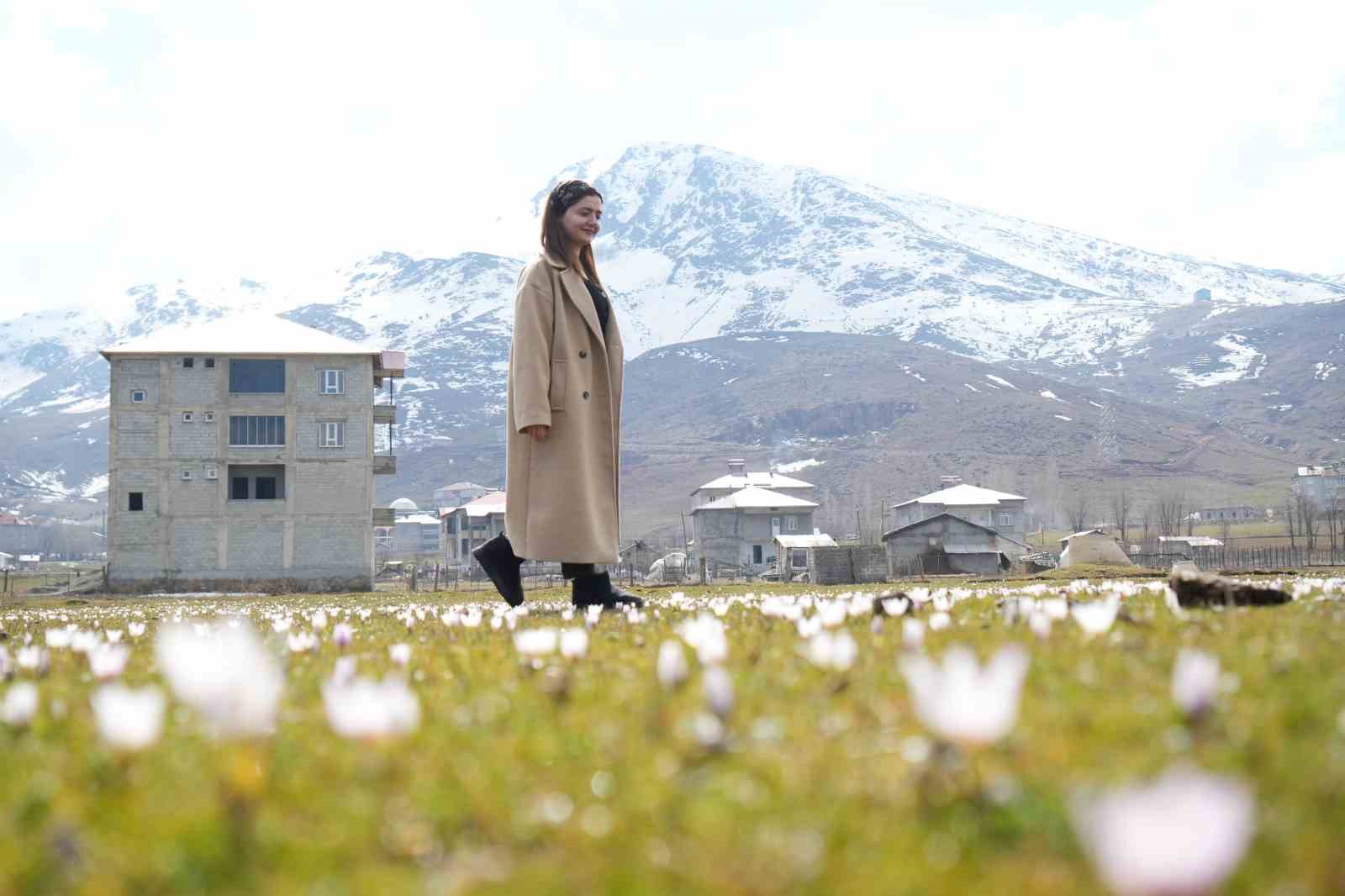Muş Ovası’nda baharın habercisi çiğdemler açtı
Muş Ovası’nda baharın habercisi çiğdemler açtı