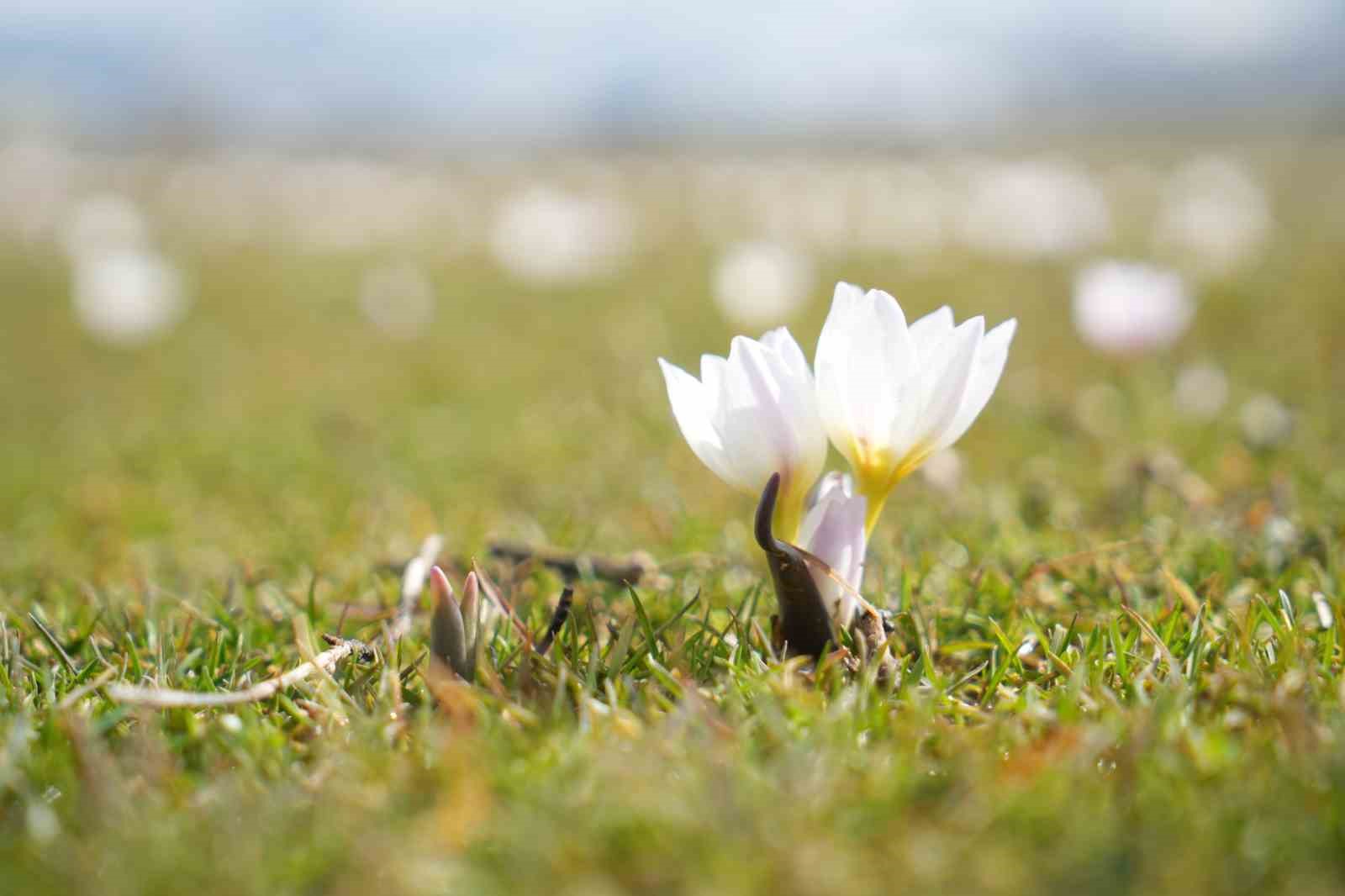 Muş Ovası’nda baharın habercisi çiğdemler açtı
Muş Ovası’nda baharın habercisi çiğdemler açtı