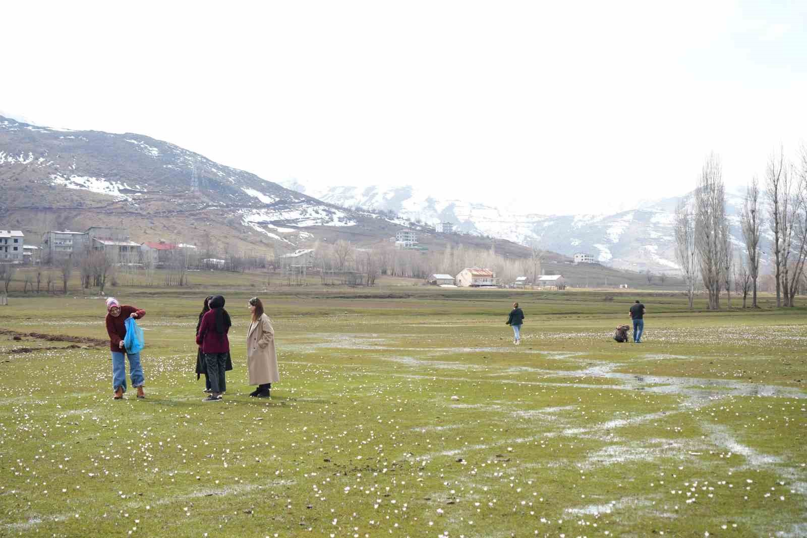 Muş Ovası’nda baharın habercisi çiğdemler açtı
Muş Ovası’nda baharın habercisi çiğdemler açtı