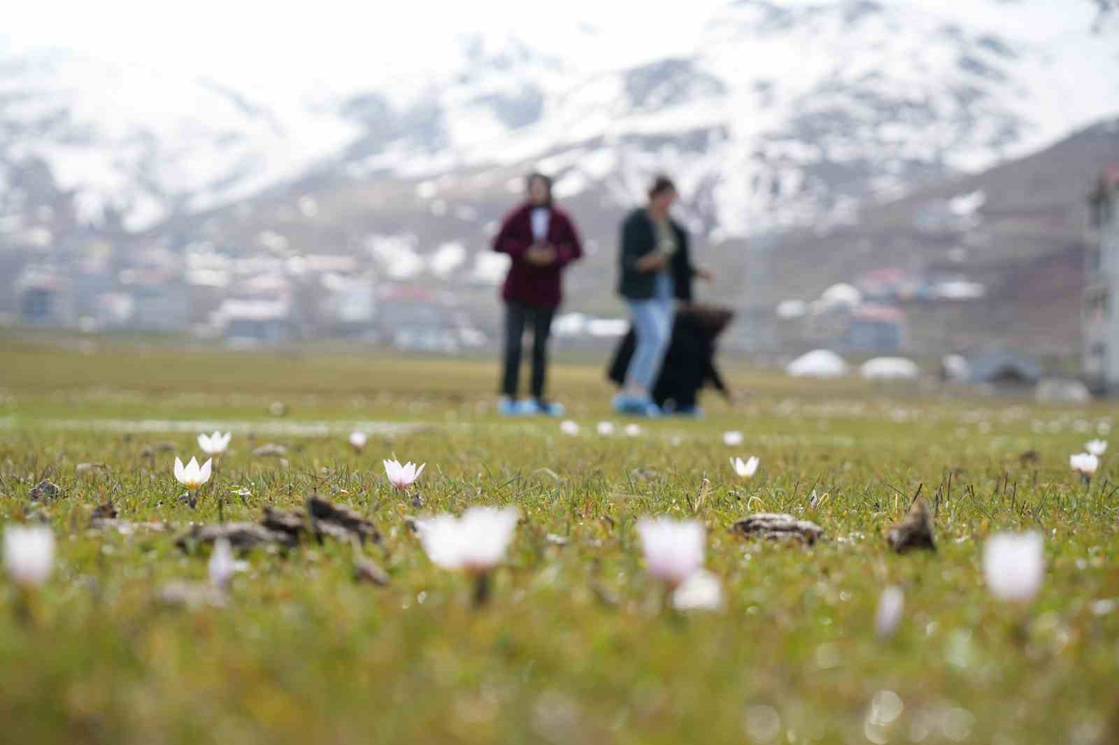 Muş Ovası’nda baharın habercisi çiğdemler açtı
Muş Ovası’nda baharın habercisi çiğdemler açtı