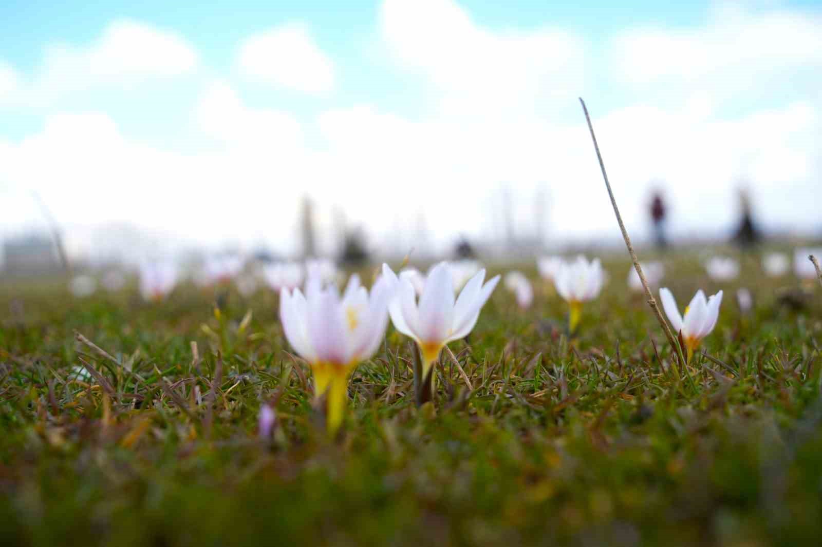 Muş Ovası’nda baharın habercisi çiğdemler açtı
Muş Ovası’nda baharın habercisi çiğdemler açtı