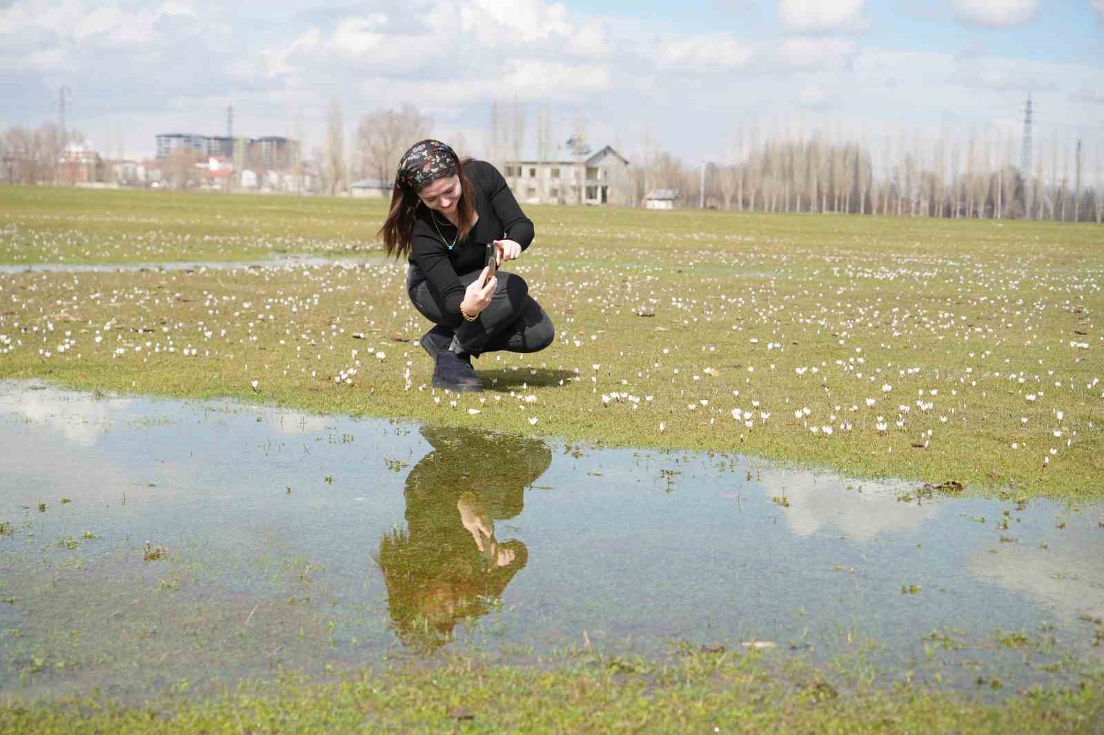 Muş Ovası’nda baharın habercisi çiğdemler açtı
Muş Ovası’nda baharın habercisi çiğdemler açtı