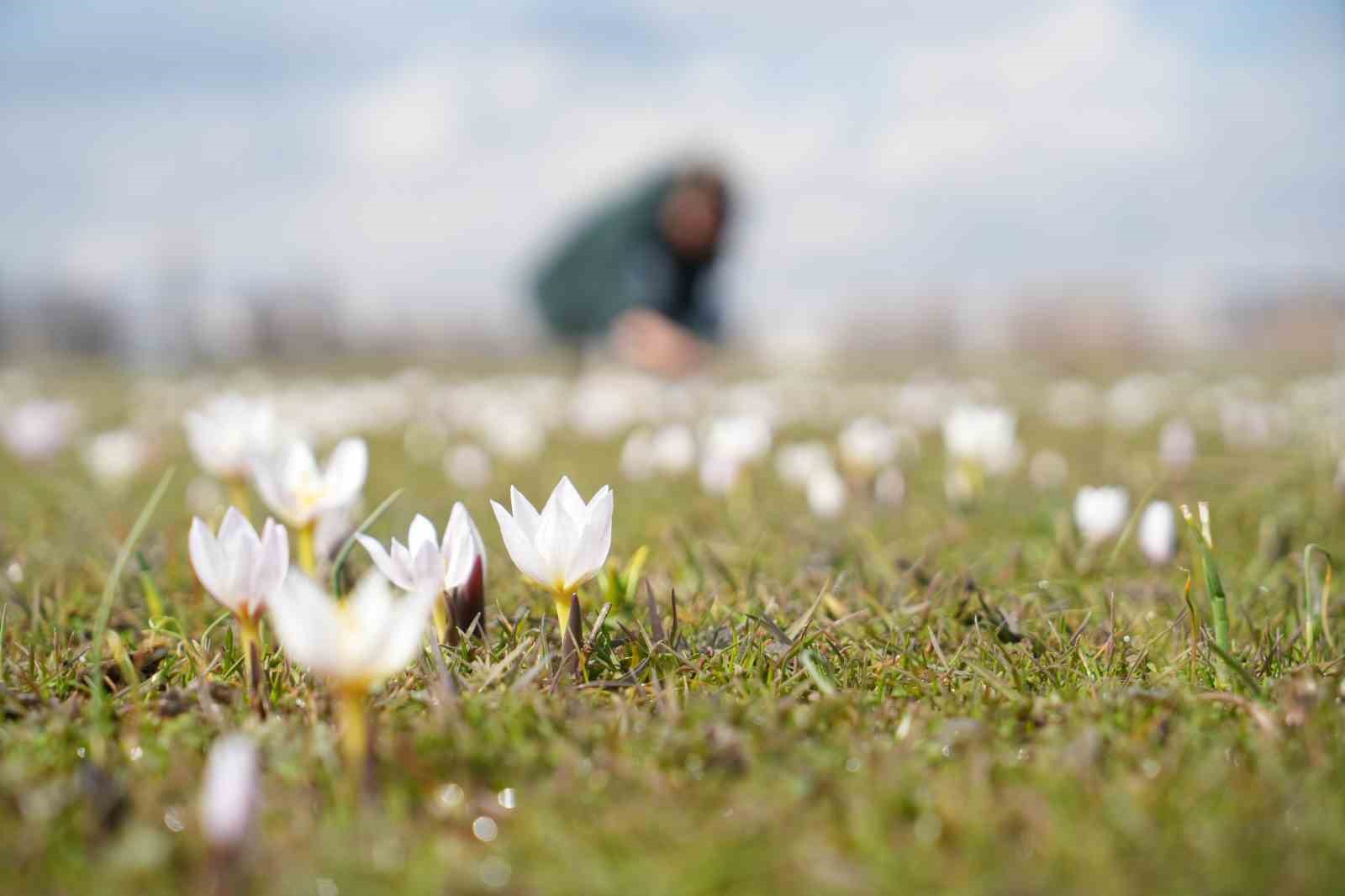 Muş Ovası’nda baharın habercisi çiğdemler açtı
Muş Ovası’nda baharın habercisi çiğdemler açtı