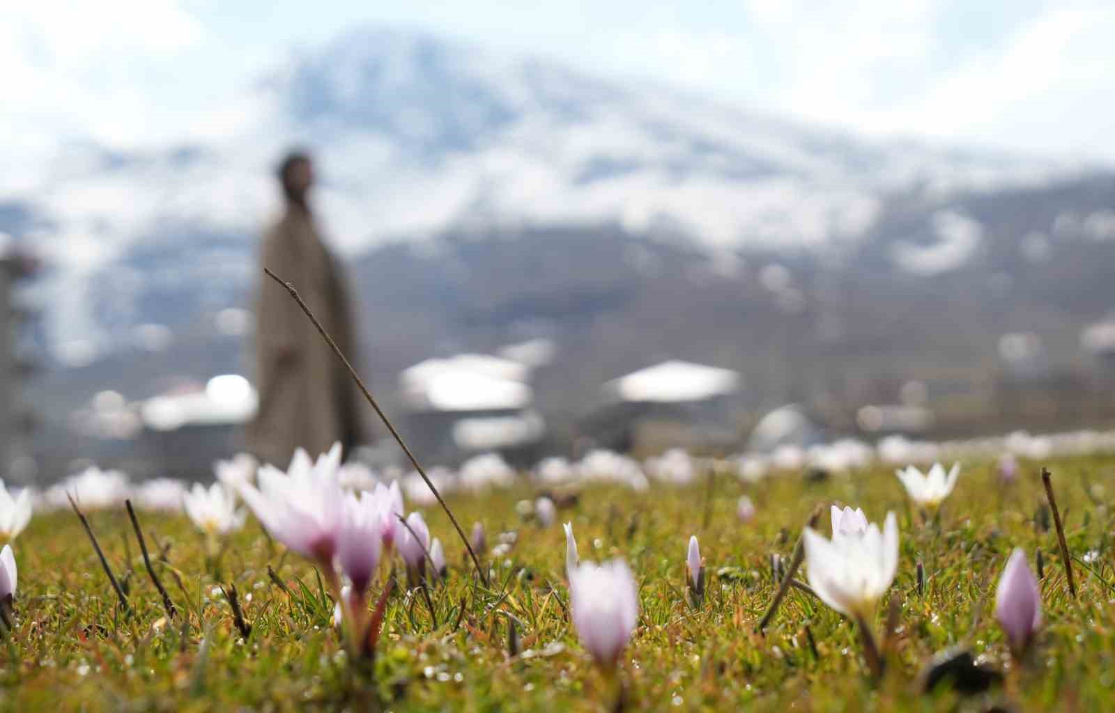 Muş Ovası’nda baharın habercisi çiğdemler açtı
Muş Ovası’nda baharın habercisi çiğdemler açtı