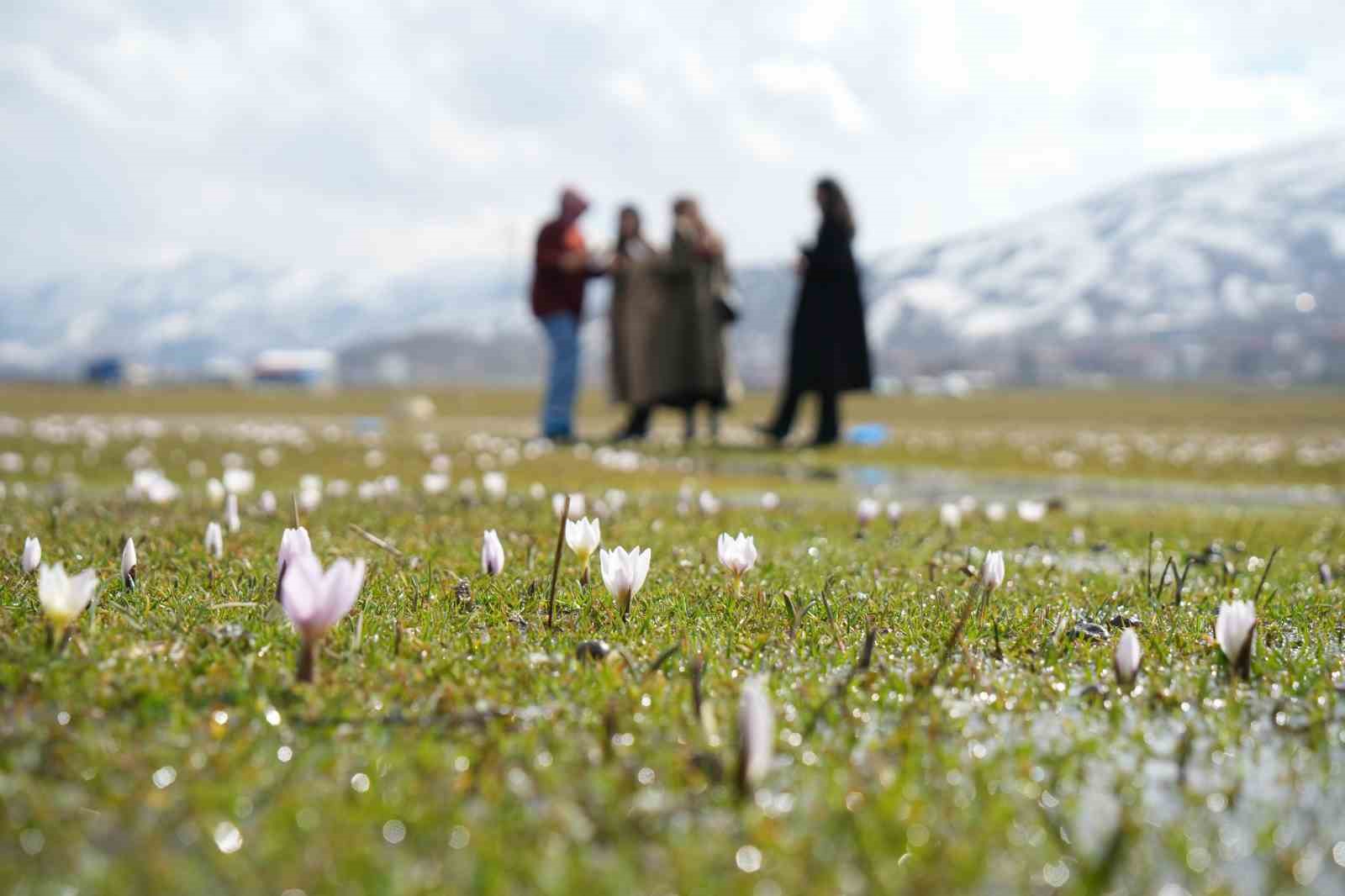 Muş Ovası’nda baharın habercisi çiğdemler açtı
Muş Ovası’nda baharın habercisi çiğdemler açtı