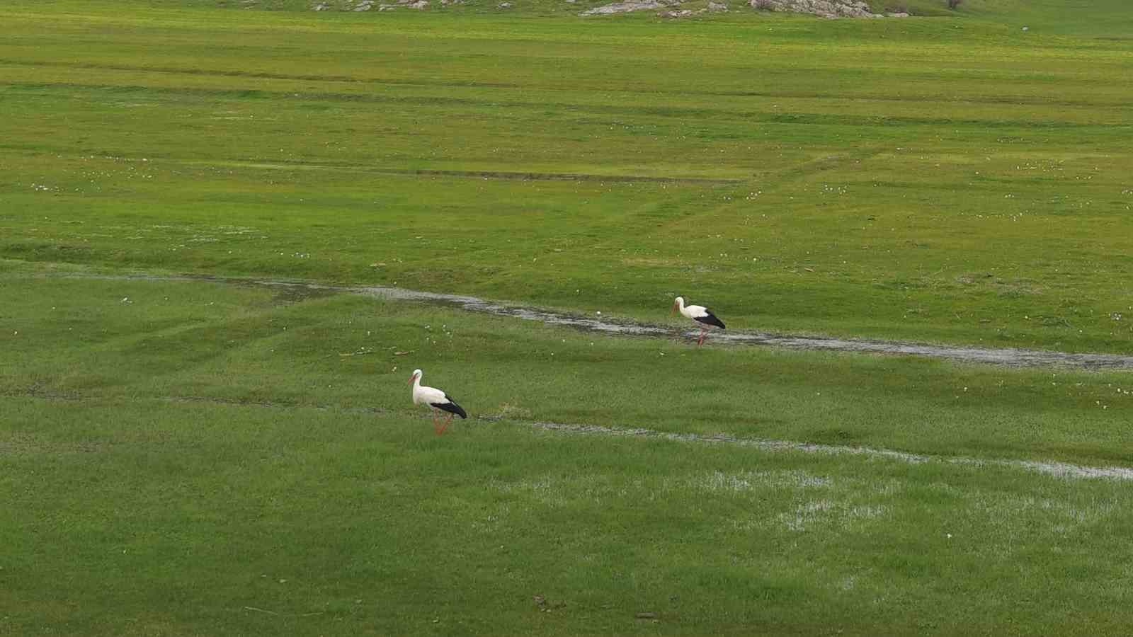 Muş Ovası’nda baharın habercisi leylekler kuluçkaya hazırlanıyor
