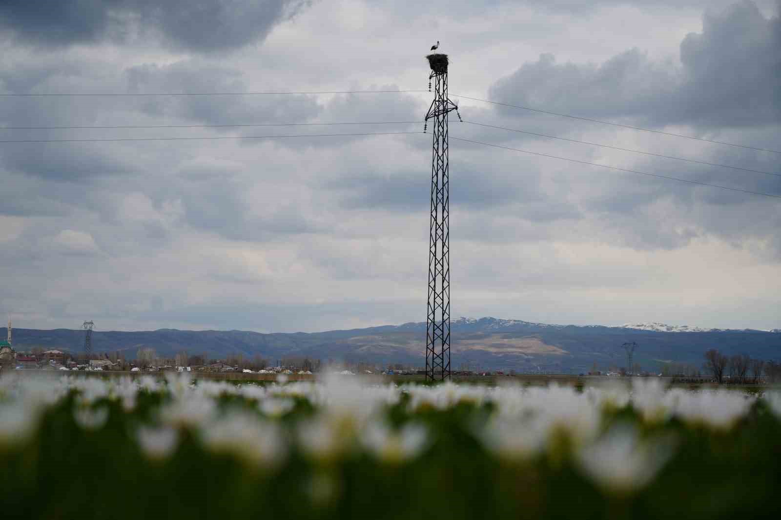 Muş Ovası’nda baharın habercisi leylekler kuluçkaya hazırlanıyor
