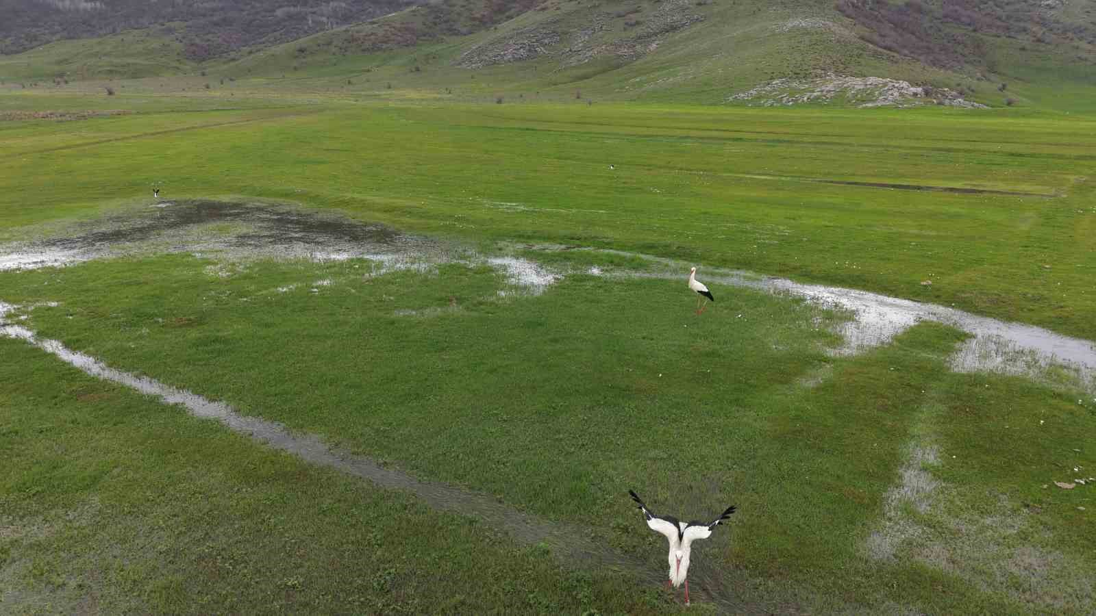Muş Ovası’nda baharın habercisi leylekler kuluçkaya hazırlanıyor

