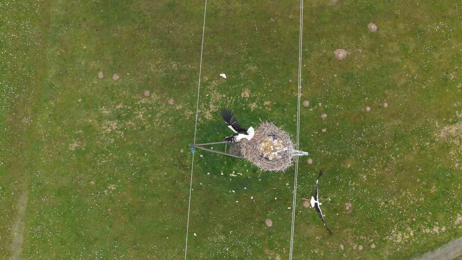 Muş Ovası’nda baharın habercisi leylekler kuluçkaya hazırlanıyor

