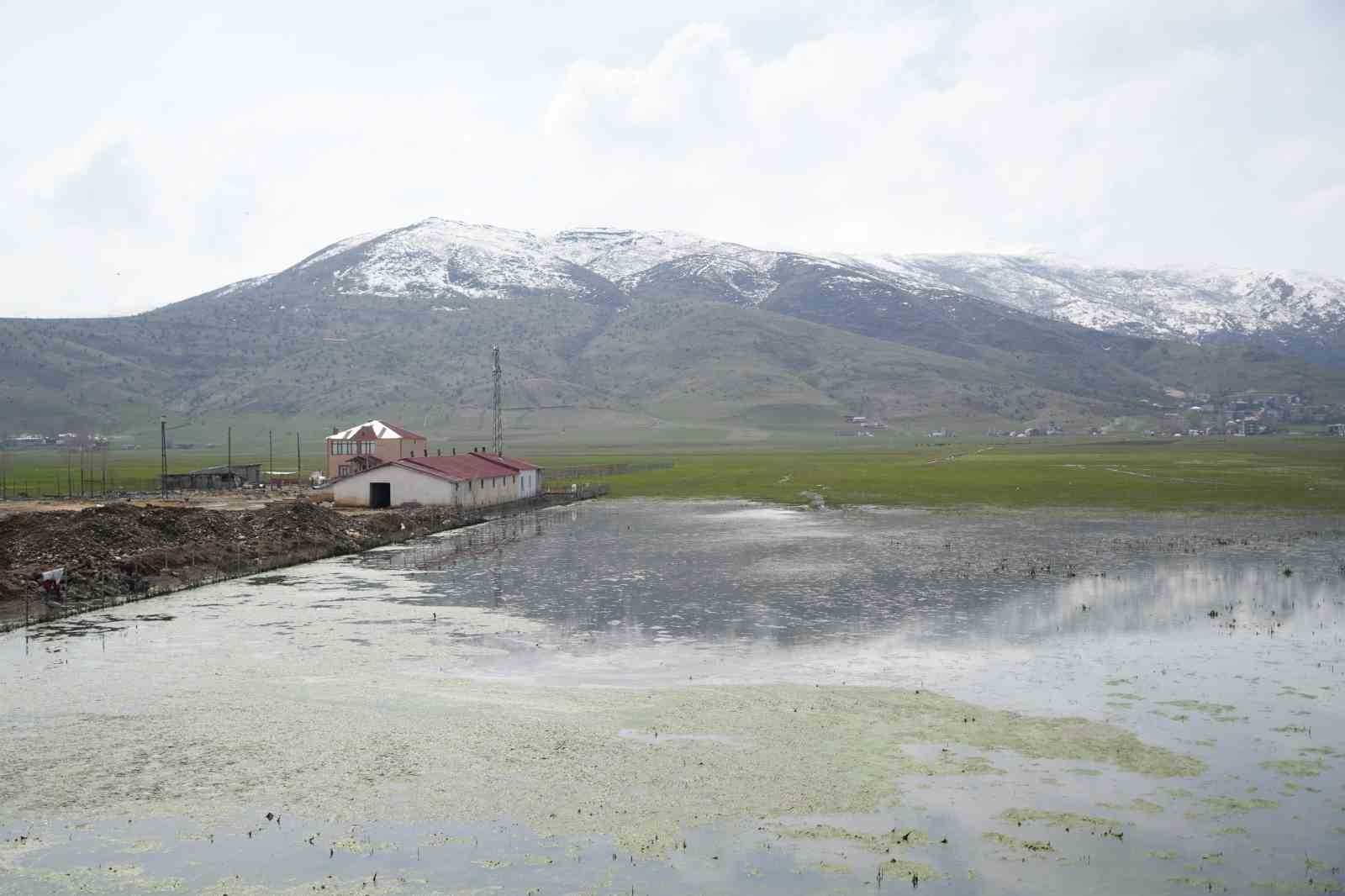 Muş Ovası’nda kar erimesi ve sağanak tarım arazilerini sular altında bıraktı
