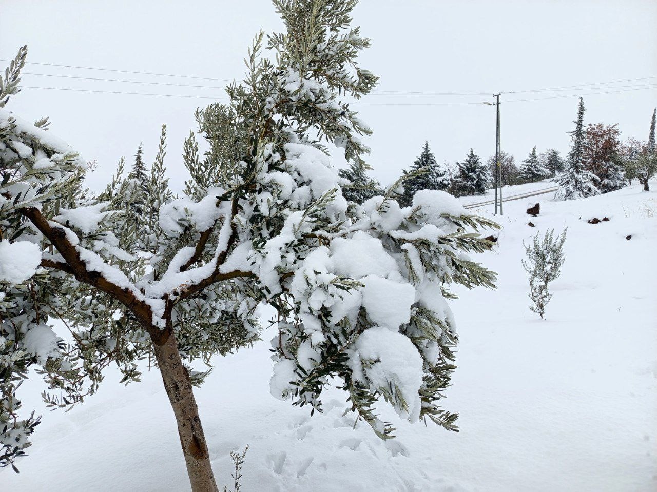 Musabeyli beyaza büründü
