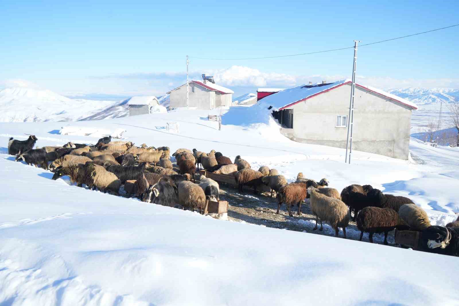 Muş’ta 1800 rakımlı köy kara gömüldü: Evler kar altında, ulaşım tünellerle sağlanıyor
Muş’ta 1800 rakımlı köy kara gömüldü: Evler kar altında, ulaşım tünellerle sağlanıyor