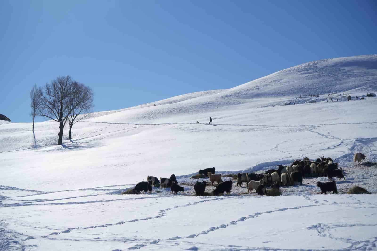 Muş’ta 1800 rakımlı köy kara gömüldü: Evler kar altında, ulaşım tünellerle sağlanıyor
Muş’ta 1800 rakımlı köy kara gömüldü: Evler kar altında, ulaşım tünellerle sağlanıyor