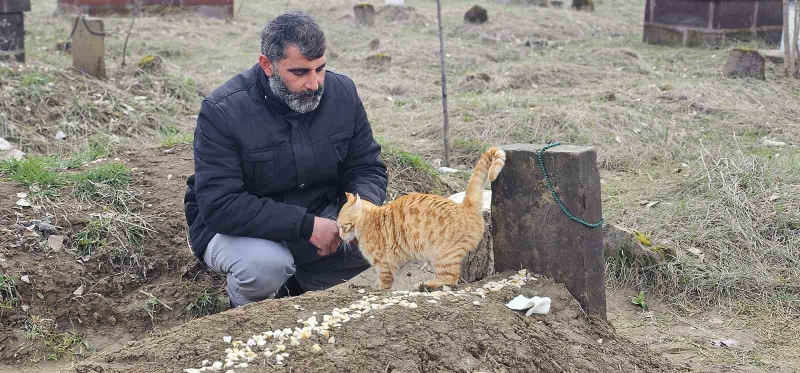 Muş’ta 9 gün önce öldürülen adamın kedileri mezarının başından ayrılmıyor
Muş’ta 9 gün önce öldürülen adamın kedileri mezarının başından ayrılmıyor