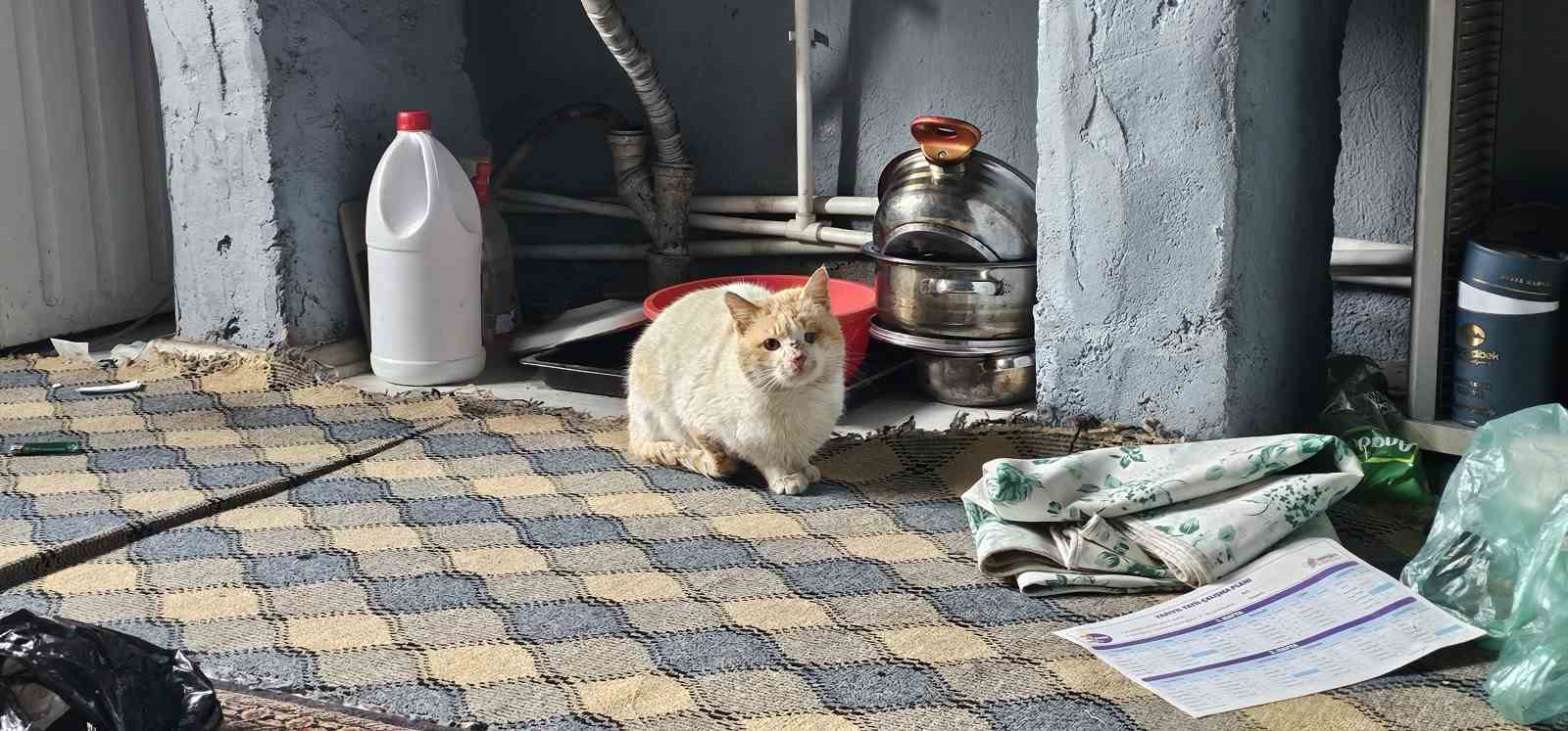 Muş’ta 9 gün önce öldürülen adamın kedileri mezarının başından ayrılmıyor
Muş’ta 9 gün önce öldürülen adamın kedileri mezarının başından ayrılmıyor