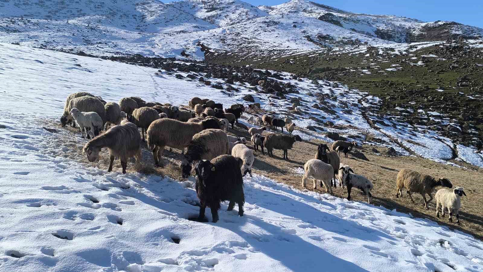 Muş’ta besiciler baharı beklerken yeniden kışa geldi
