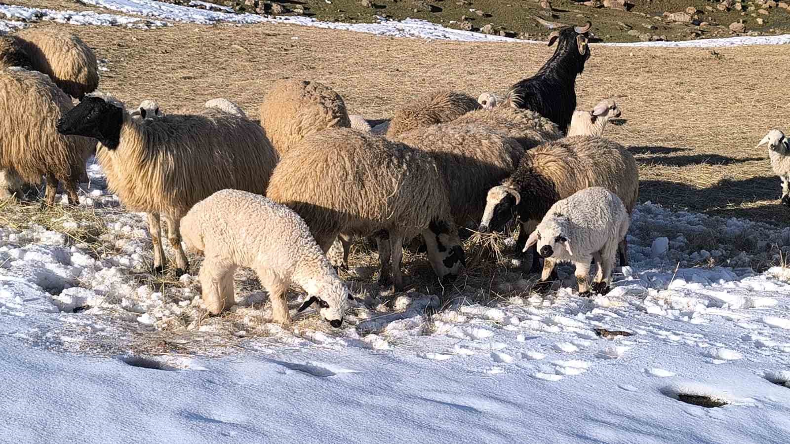 Muş’ta besiciler baharı beklerken yeniden kışa geldi
