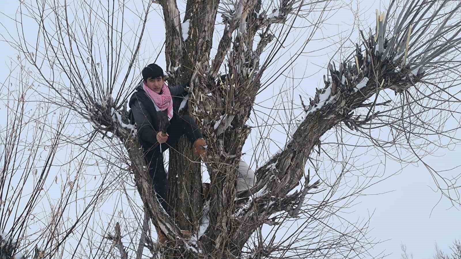 Muş’ta besicilerden alternatif yem yöntemi
