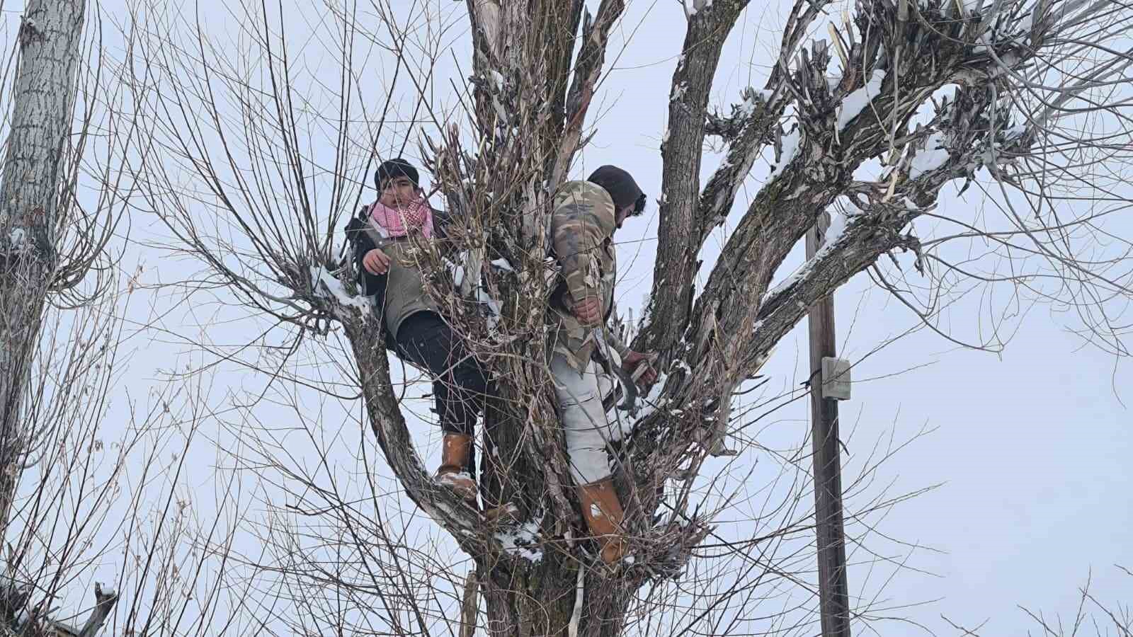 Muş’ta besicilerden alternatif yem yöntemi
