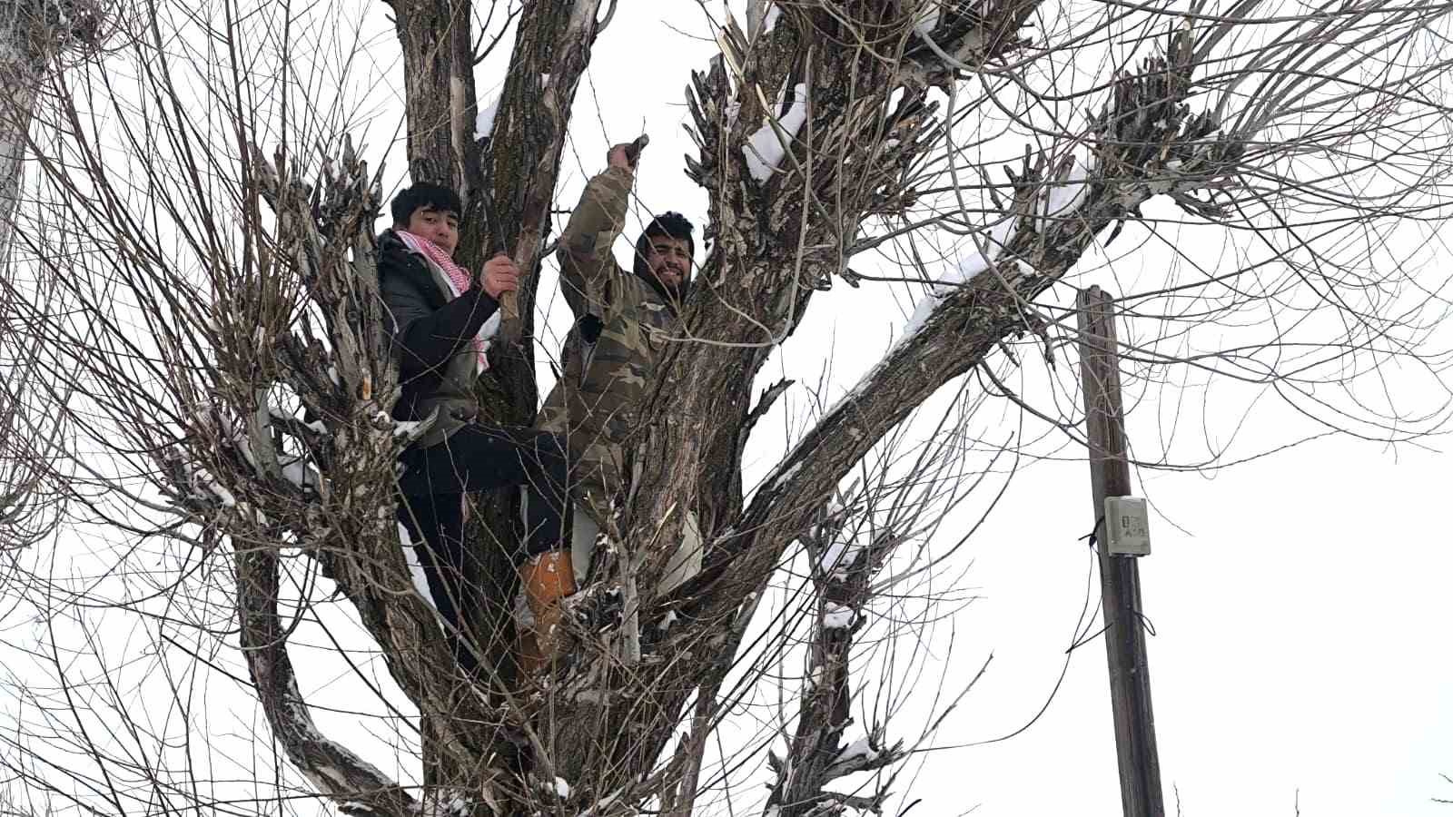 Muş’ta besicilerden alternatif yem yöntemi
