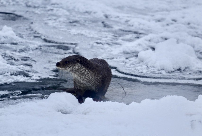 Muş’ta buz tutan Karasu Nehri’nde su samuru görüntülendi

