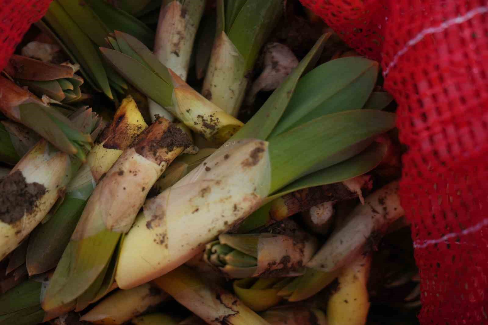 Muş’ta çiriş otu köylülerin geçim kaynağı oldu
