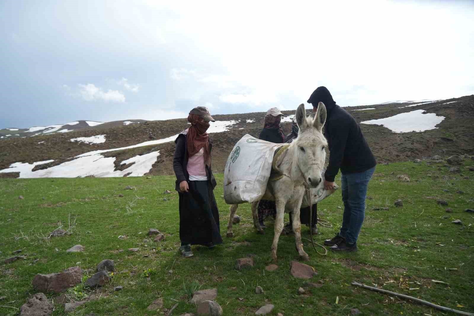 Muş’ta çiriş otu köylülerin geçim kaynağı oldu
