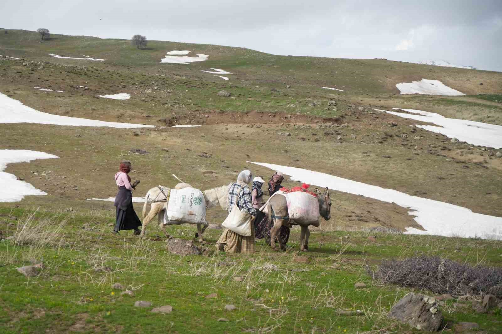 Muş’ta çiriş otu köylülerin geçim kaynağı oldu
