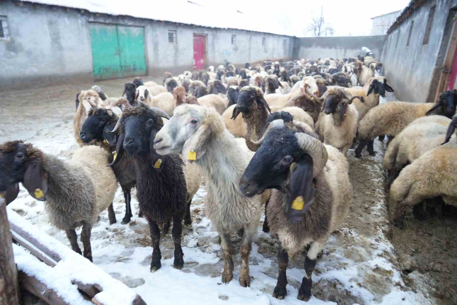 Muş’ta devlet desteğiyle hayvan sayısı arttı
