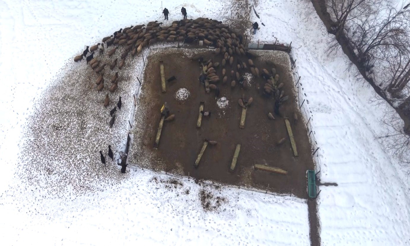 Muş’ta devlet desteğiyle hayvan sayısı arttı
