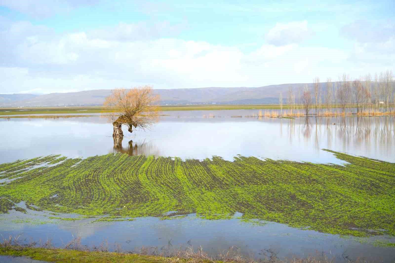 Muş’ta eriyen kar ve sağanak ovayı sular altında bıraktı
