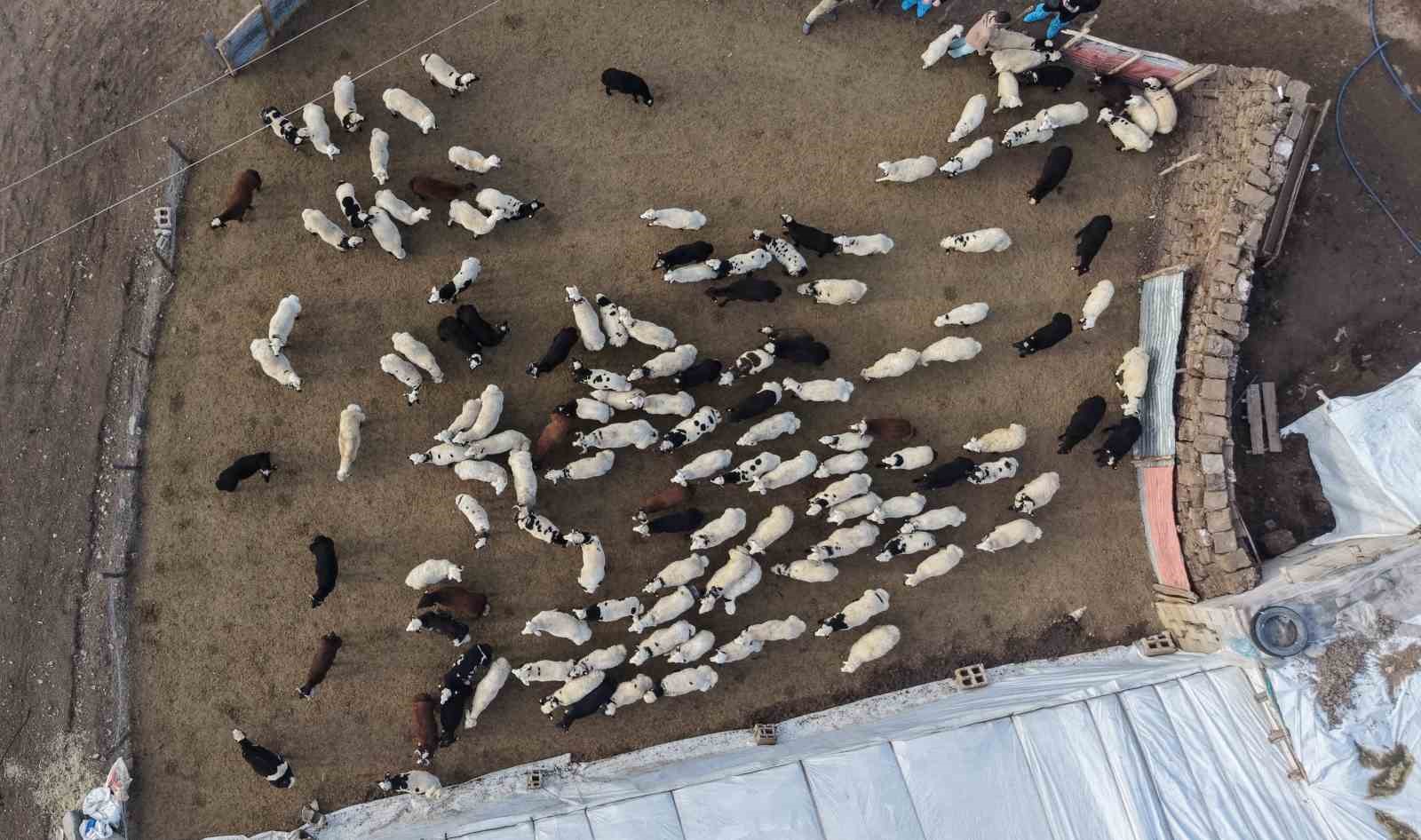 Muş’ta hayvan sayısı 1,4 milyonu aştı: 650 bin kuzu ve oğlak doğumu bekleniyor
