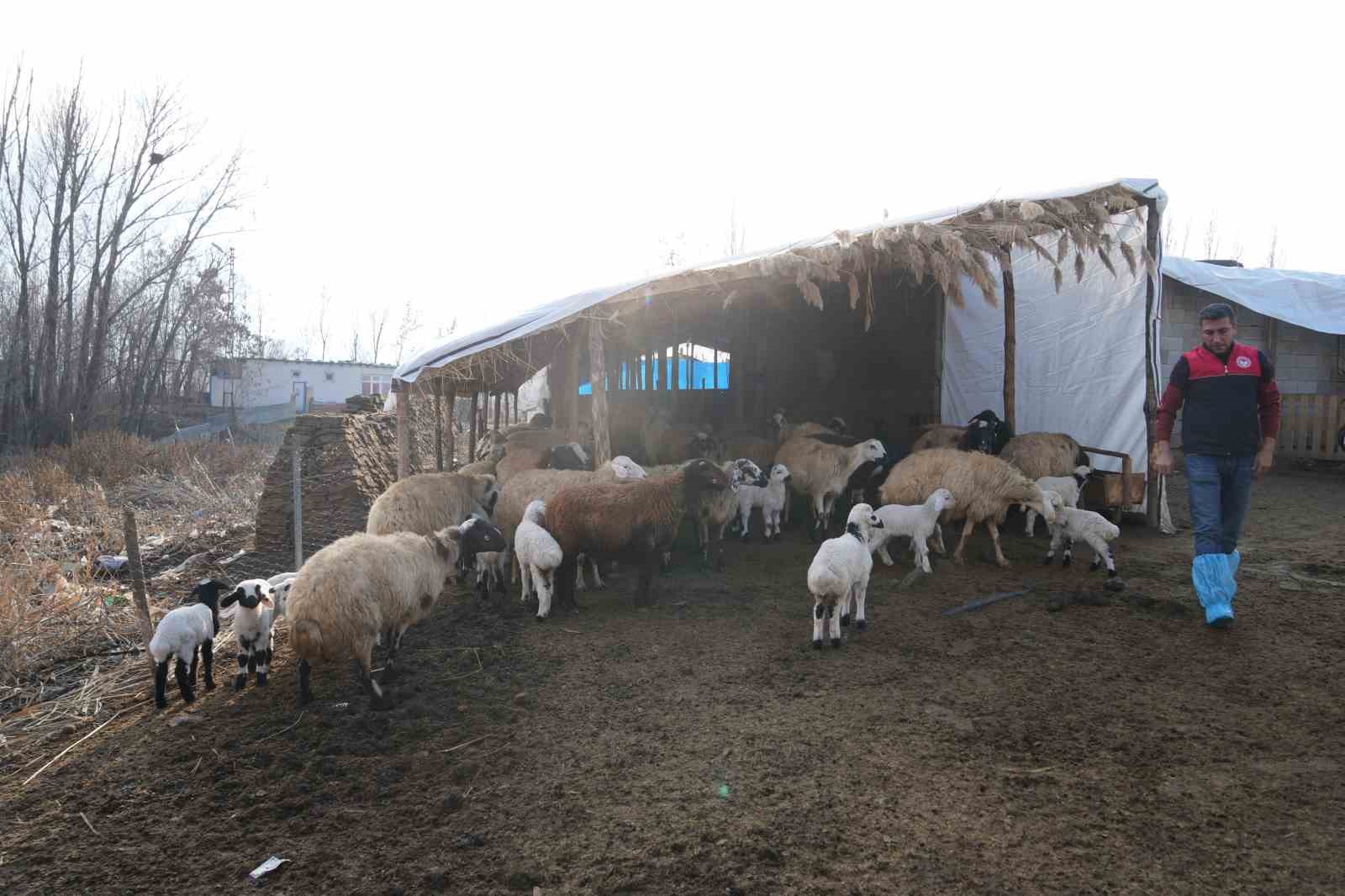 Muş’ta hayvan sayısı 1,4 milyonu aştı: 650 bin kuzu ve oğlak doğumu bekleniyor
