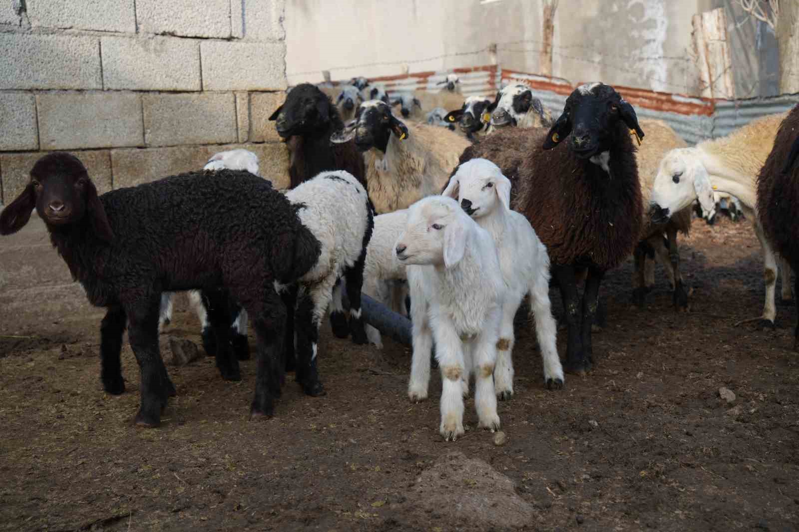 Muş’ta hayvan sayısı 1,4 milyonu aştı: 650 bin kuzu ve oğlak doğumu bekleniyor
