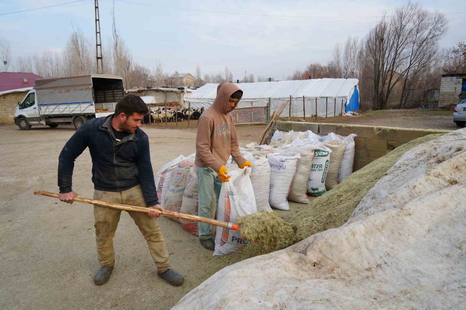 Muş’ta hayvan sayısı 1,4 milyonu aştı: 650 bin kuzu ve oğlak doğumu bekleniyor
