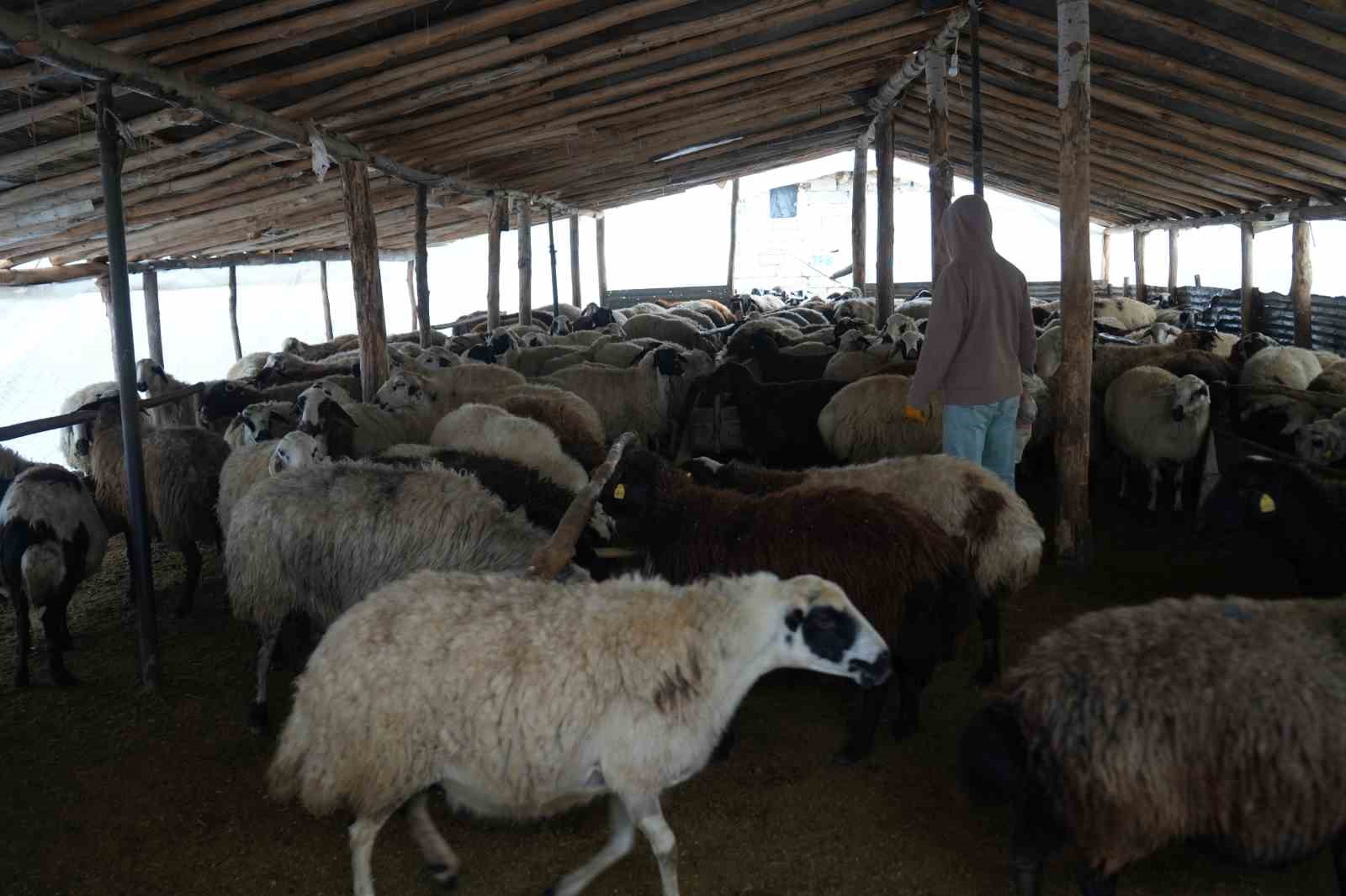 Muş’ta hayvan sayısı 1,4 milyonu aştı: 650 bin kuzu ve oğlak doğumu bekleniyor
