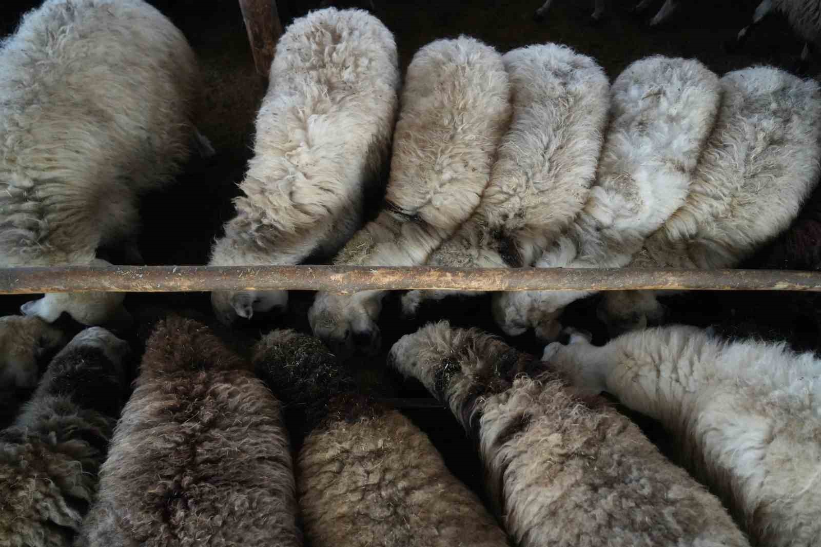 Muş’ta hayvan sayısı 1,4 milyonu aştı: 650 bin kuzu ve oğlak doğumu bekleniyor
