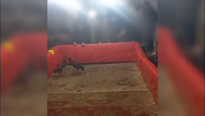 Muş’ta horoz dövüşü yapan 23 kişiye ceza
