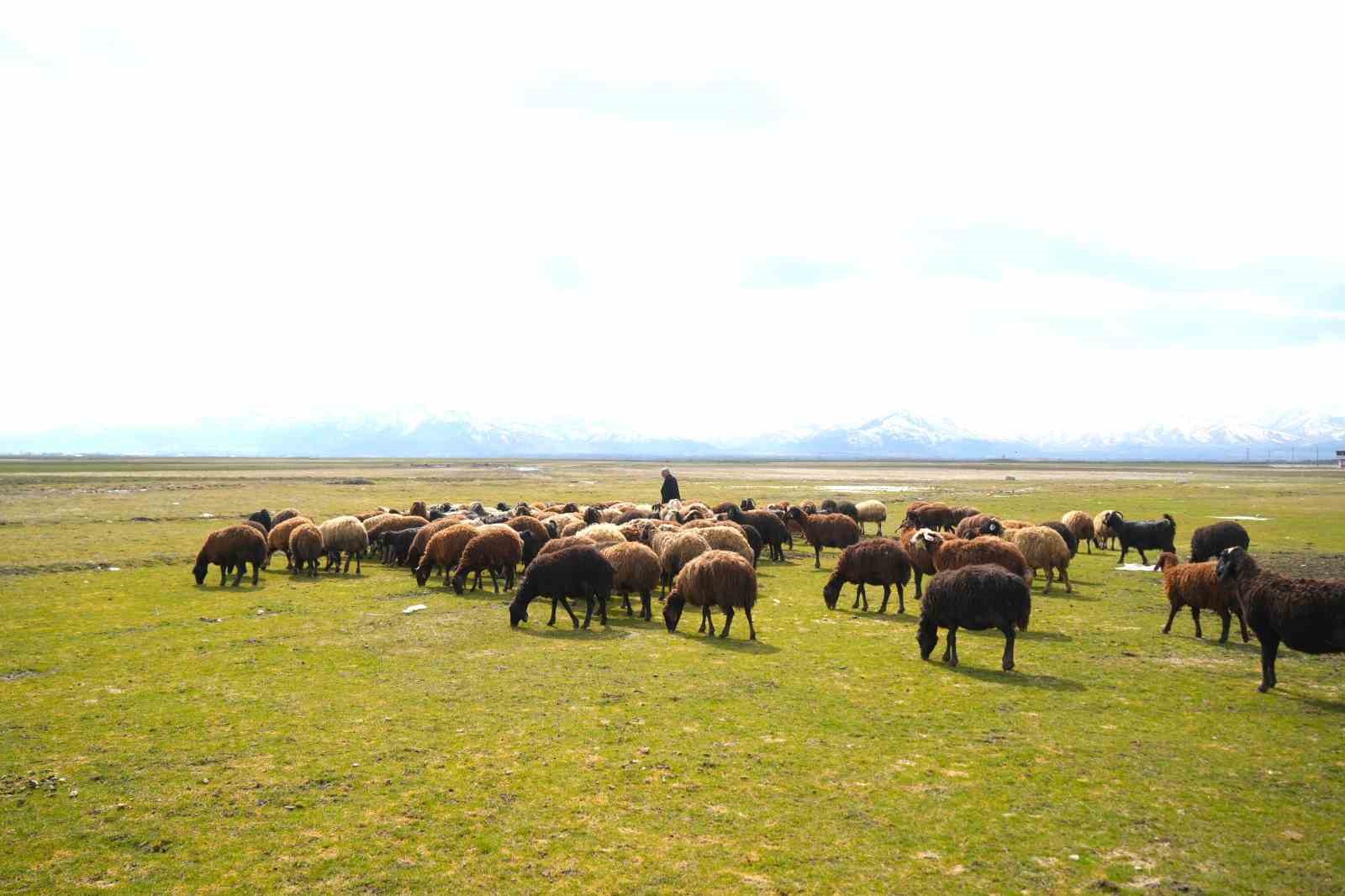 Muş’ta kış ve bahar aynı anda yaşanıyor
Muş’ta kış ve bahar aynı anda yaşanıyor