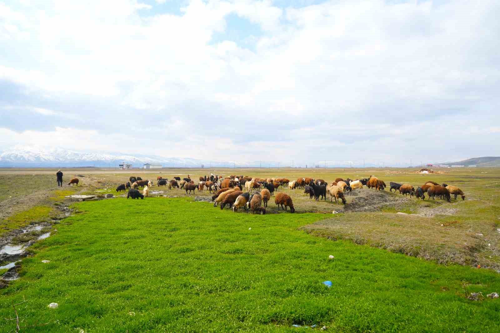 Muş’ta kış ve bahar aynı anda yaşanıyor
Muş’ta kış ve bahar aynı anda yaşanıyor
