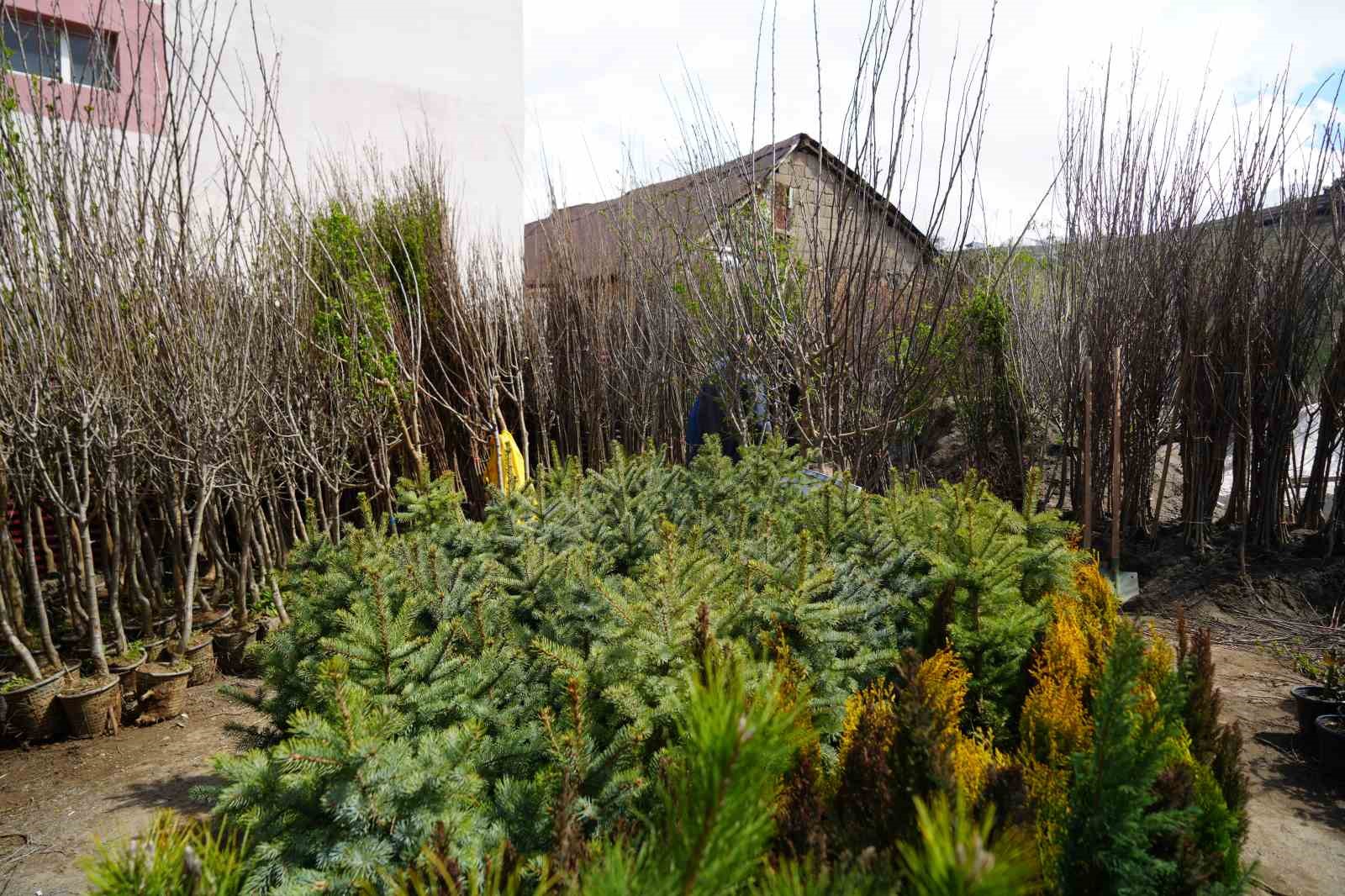 Muş’ta meyve fidanları satışa çıkarıldı
Muş’ta meyve fidanları satışa çıkarıldı