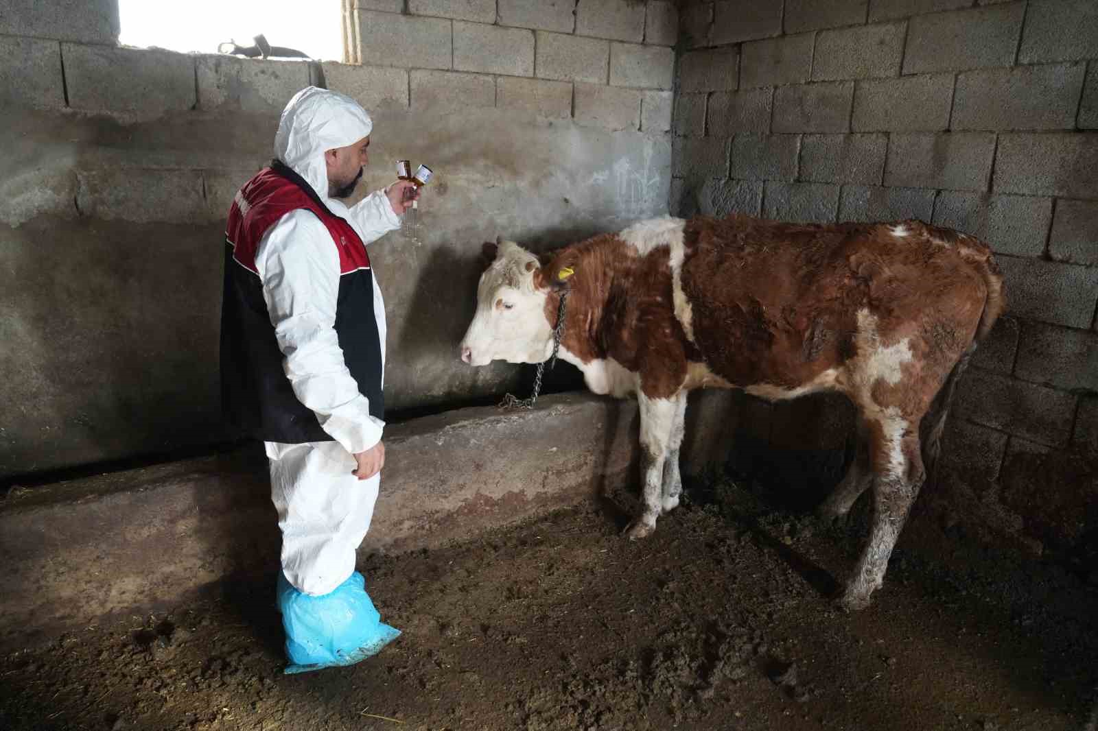 Muş’ta şap ve şarbon aşılama kampanyası başladı
